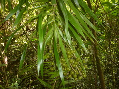Dracaena americana