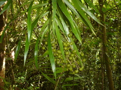 Dracaena americana