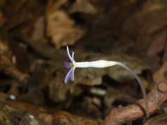 Voyria tenella