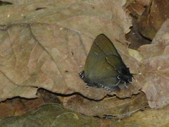 Calycopis bellera
