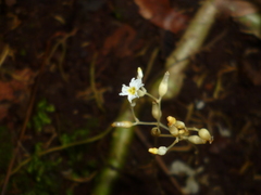 Burmanniaceae