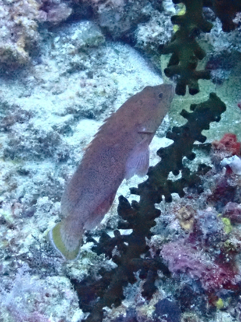 Strawberry hind