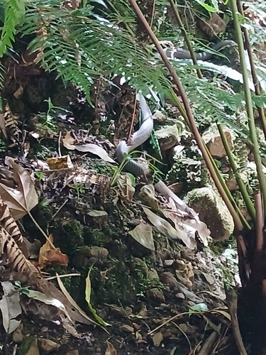 Australian Brown Snakes sighting