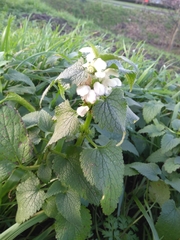 Lamium album