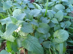 Lamium album