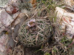 Echinofossulocactus dichroacanthus