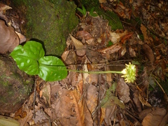 Malaxis histionantha