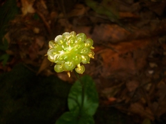 Malaxis histionantha
