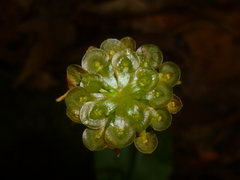 Malaxis histionantha