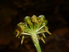 Malaxis histionantha