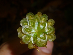 Malaxis histionantha