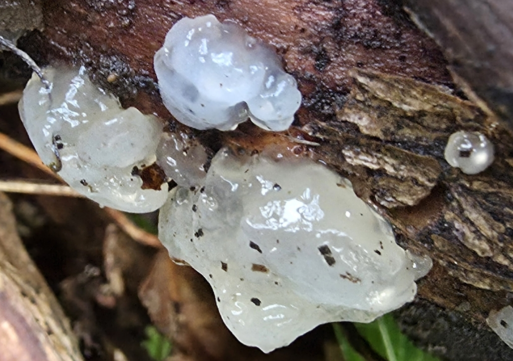 Myxarium nucleatum · December 2025 · photo: © sabear (iNaturalist, cc0)