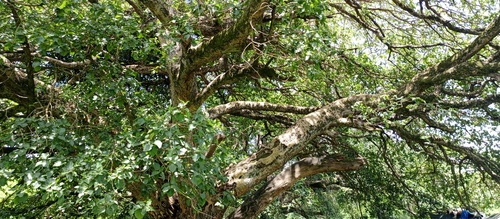 sycamore fig