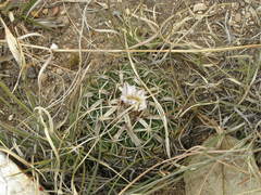 Echinofossulocactus dichroacanthus