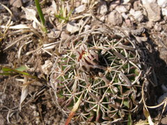 Echinofossulocactus dichroacanthus