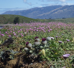 Cirsium occidentale compactum