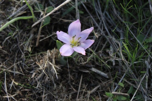 Colchicum szovitsii