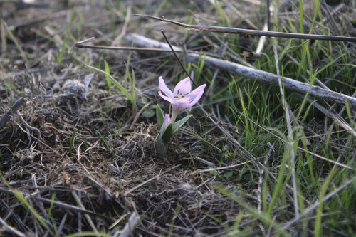 Colchicum szovitsii