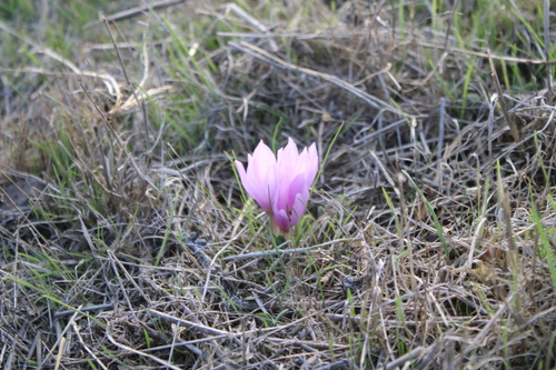 Colchicum szovitsii