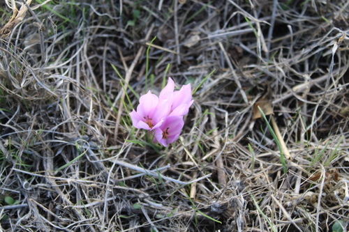 Colchicum szovitsii