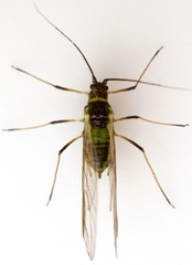 Hyperomyzus lactucae