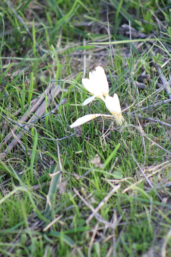 Crocus ochroleucus, photograph 5