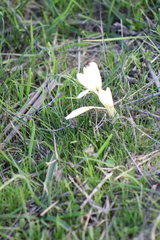 Crocus ochroleucus, photograph (c) yelena_antipova, some rights reserved (CC BY)