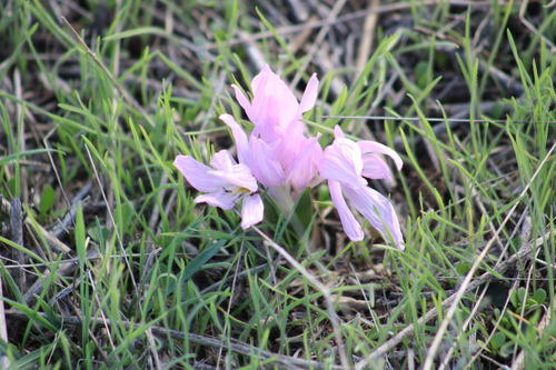 Colchicum szovitsii