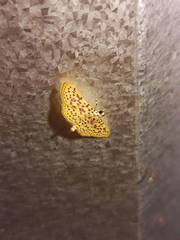 Polygrammodes eleuata