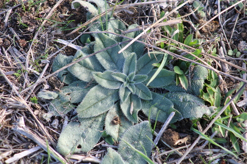 Tall Viper's-bugloss (Echium glomeratum)