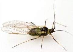 Hyperomyzus lactucae