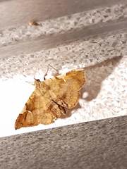 Azeta repugnalis