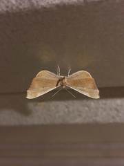 Macrosoma rubedinaria