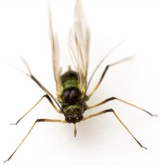 Hyperomyzus lactucae