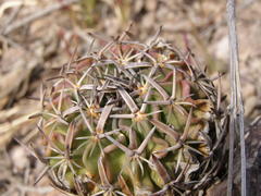 Echinofossulocactus dichroacanthus