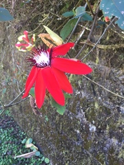 Coccinea