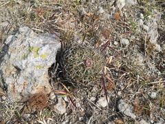 Echinofossulocactus dichroacanthus