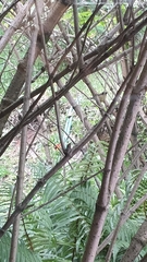 Atlapetes pallidinucha