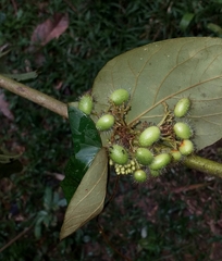 Cordia nodosa