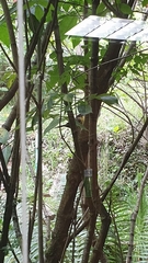 Atlapetes pallidinucha