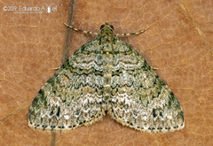 Hammaptera parinotata