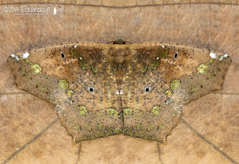 Paragonia procidaria