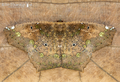 Paragonia procidaria