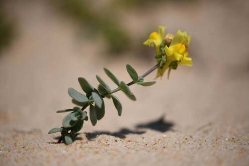Thyme-leaved Toadflax (Linaria thymifolia)
