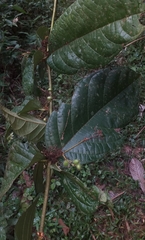 Cordia nodosa