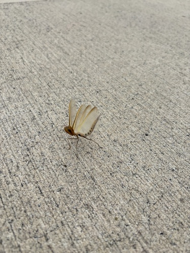 Eight-spot Mantis photo 4