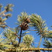 Pinus sylvestris - Photo (c) Andreas Rockstein,  זכויות יוצרים חלקיות (CC BY-SA)