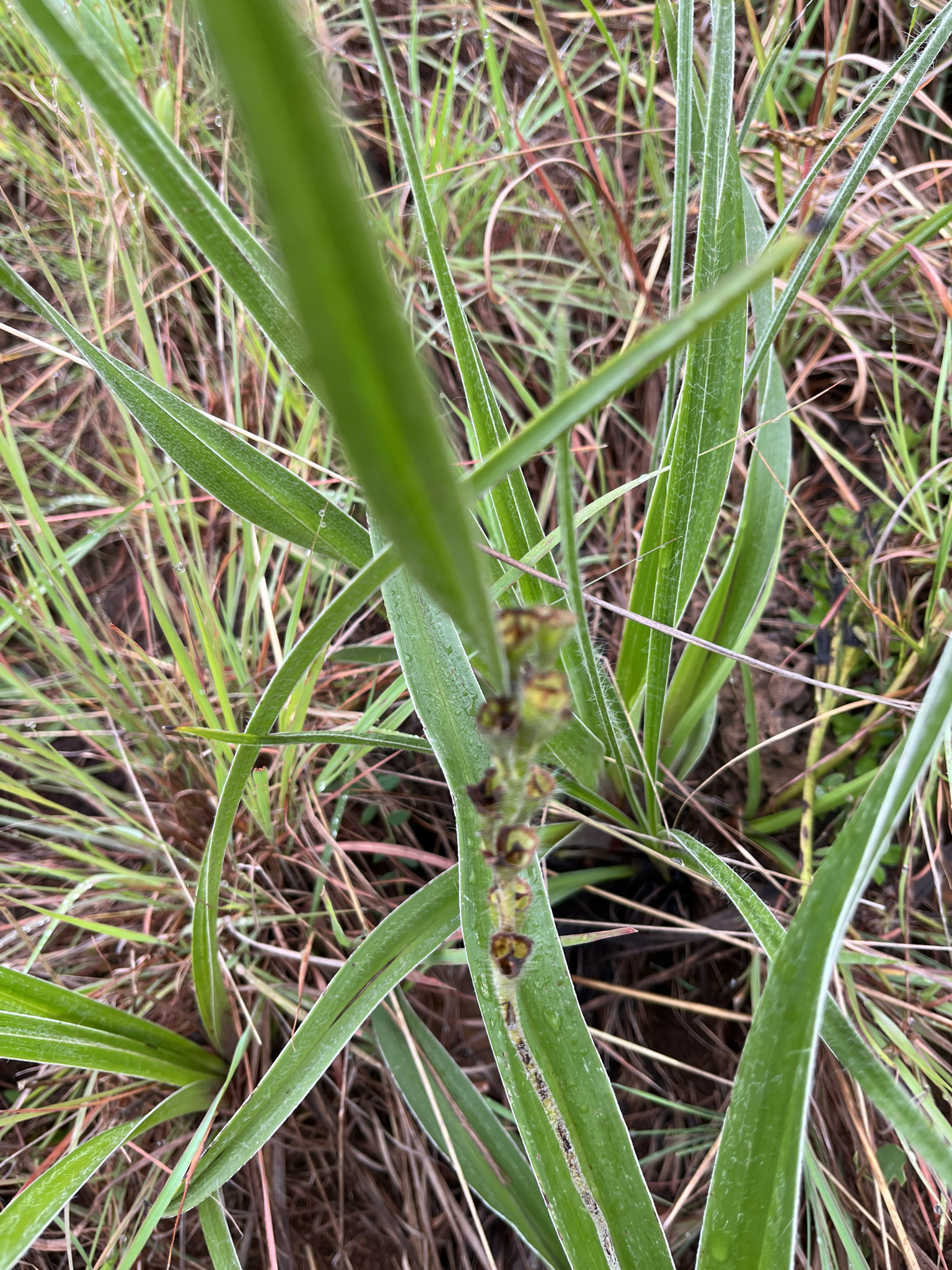 Shiny Stargrass (Hypoxis obtusa)