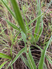 Hypoxis obtusa, photograph author not stated, no rights reserved