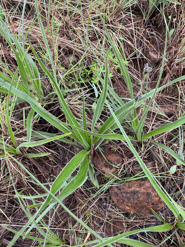 Hypoxis obtusa, photograph 5